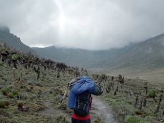 02C My Porter Treks Among The Giant Groundsel Plants On The Trail To Shipton Camp On The Mount Kenya Trek October 2000